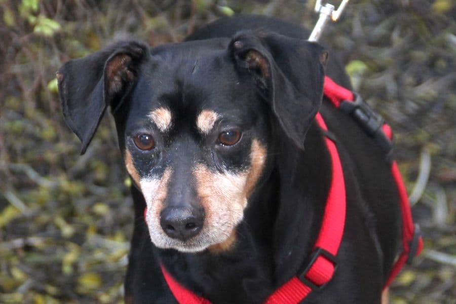 Deutscher Pinscher-Mix Miki