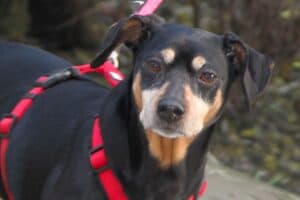 Miki - Deutscher Pinscher - Bild 5