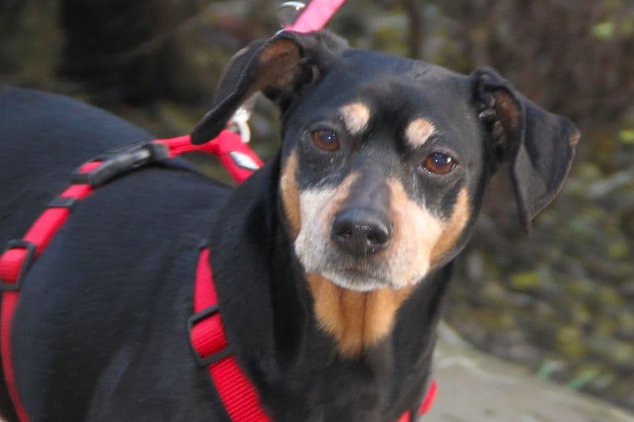 Miki - Deutscher Pinscher - Bild 4