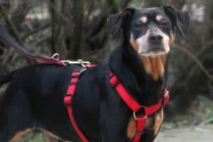 Miki - Deutscher Pinscher - Bild 7