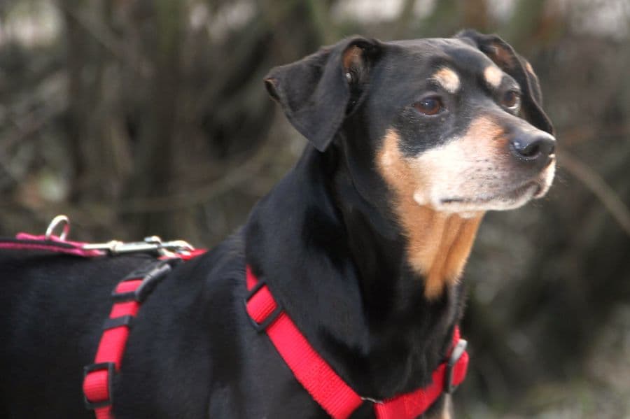 Miki - Deutscher Pinscher - Bild 8