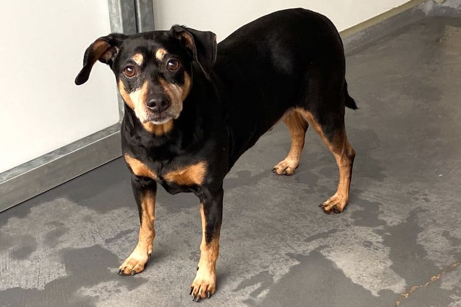 Miki - Deutscher Pinscher - Bild 12