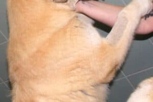 Annika Vogel - - Bild 9