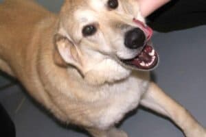 Annika Vogel - - Bild 7