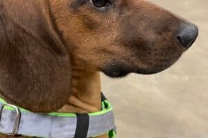 Willi - Bayerischer Gebirgsschweißhund - Bild 13