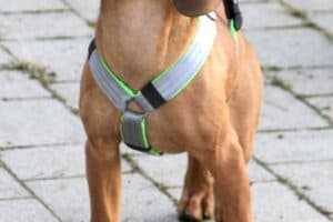 Willi - Bayerischer Gebirgsschweißhund - Bild 7