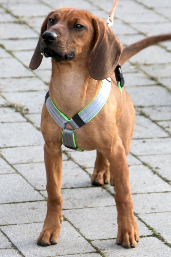 Willi - Bayerischer Gebirgsschweißhund - Bild 6