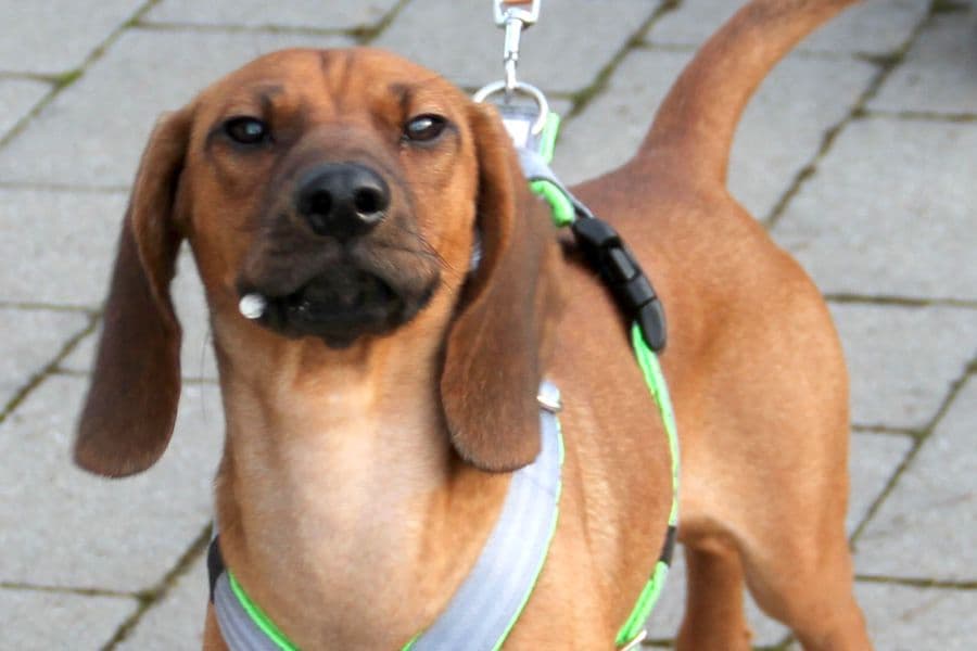 Willi - Bayerischer Gebirgsschweißhund - Bild 8