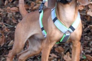 Willi - Bayerischer Gebirgsschweißhund - Bild 5