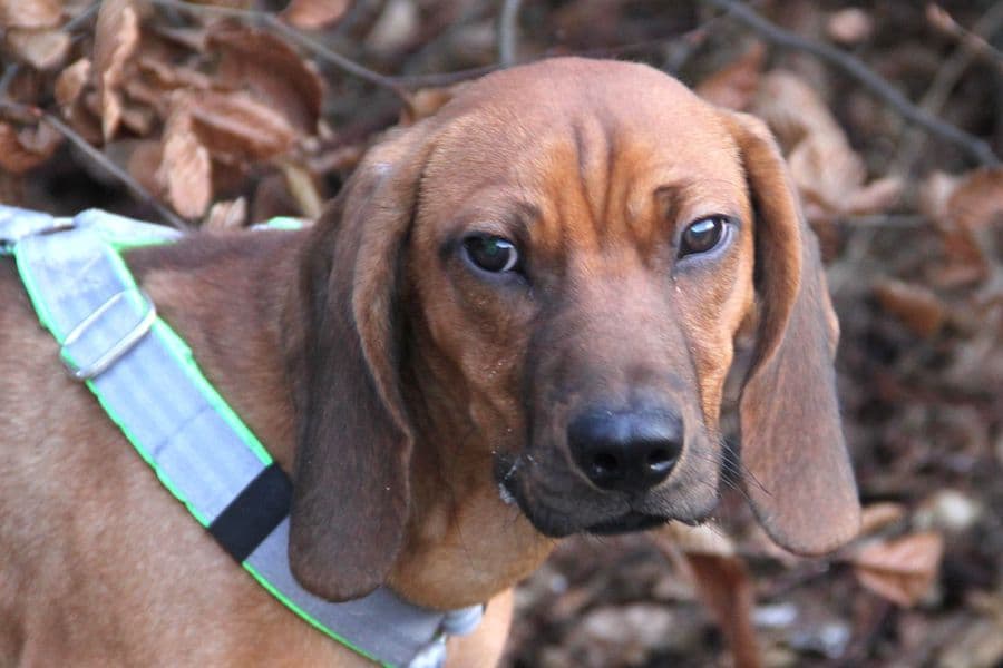 Willi - Bayerischer Gebirgsschweißhund - Bild 1