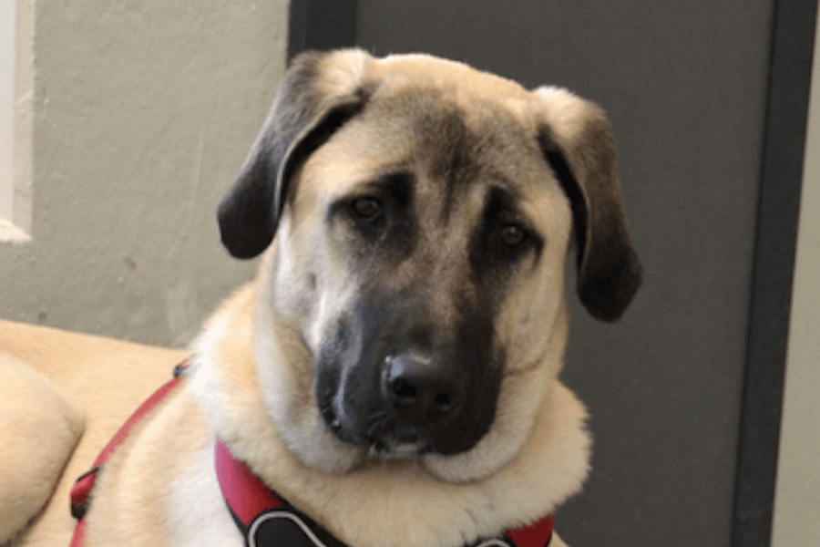 Karim - Kangal-Hirtenhund - Bild 1