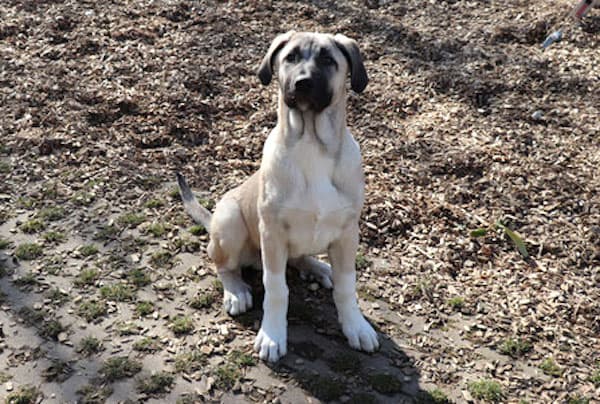 Karim - Kangal-Hirtenhund - Bild 8