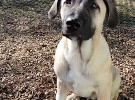 Karim - Kangal-Hirtenhund - Bild 11
