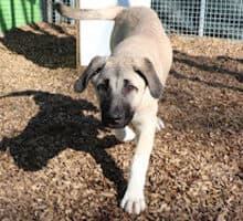 Karim - Kangal-Hirtenhund - Bild 13