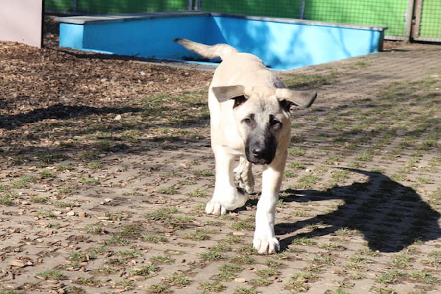 Karim - Kangal-Hirtenhund - Bild 4