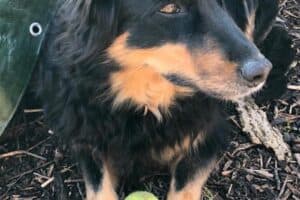 Lucky - Border Collie - Bild 5