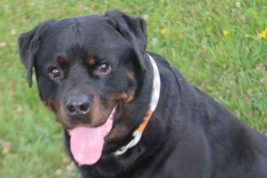 Rottweiler Echo