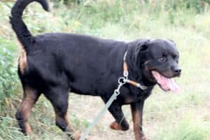 Echo - Rottweiler - Bild 5