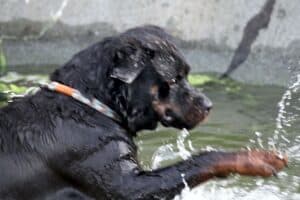 Echo - Rottweiler - Bild 9