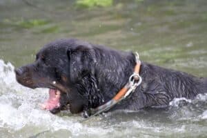 Echo - Rottweiler - Bild 11