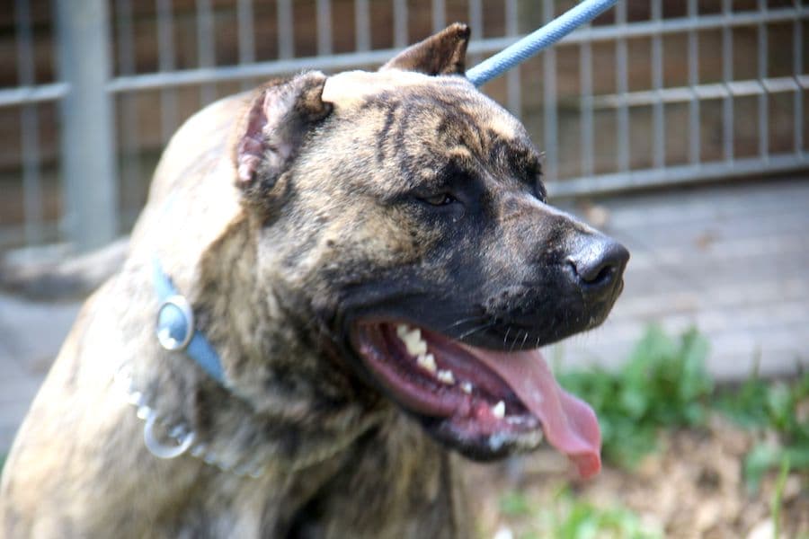 Danko - Dogo Canario - Bild 9