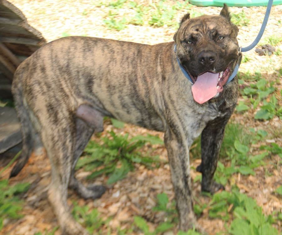 Danko - Dogo Canario - Bild 2
