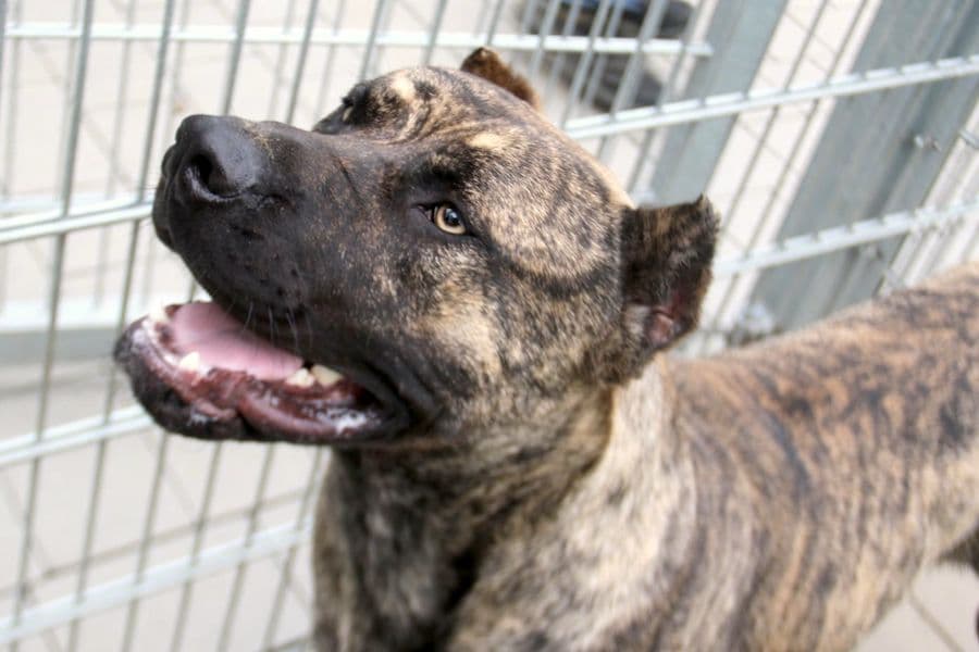 Danko - Dogo Canario - Bild 7