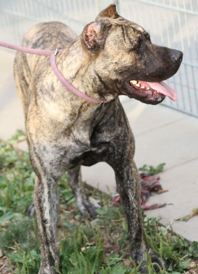 Danko - Dogo Canario - Bild 5