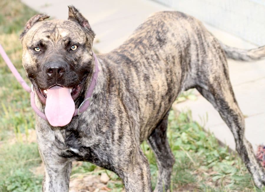 Danko - Dogo Canario - Bild 3