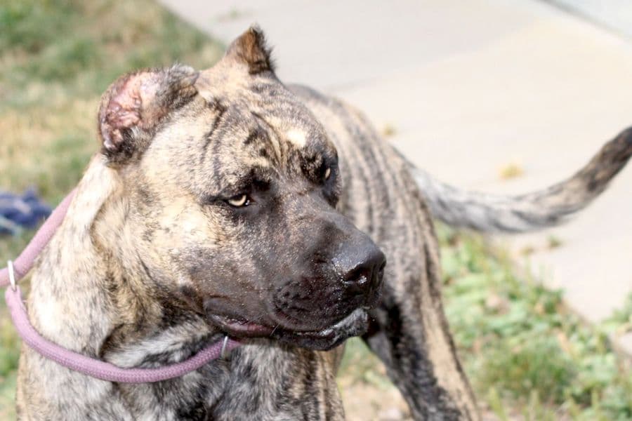 Danko - Dogo Canario - Bild 4