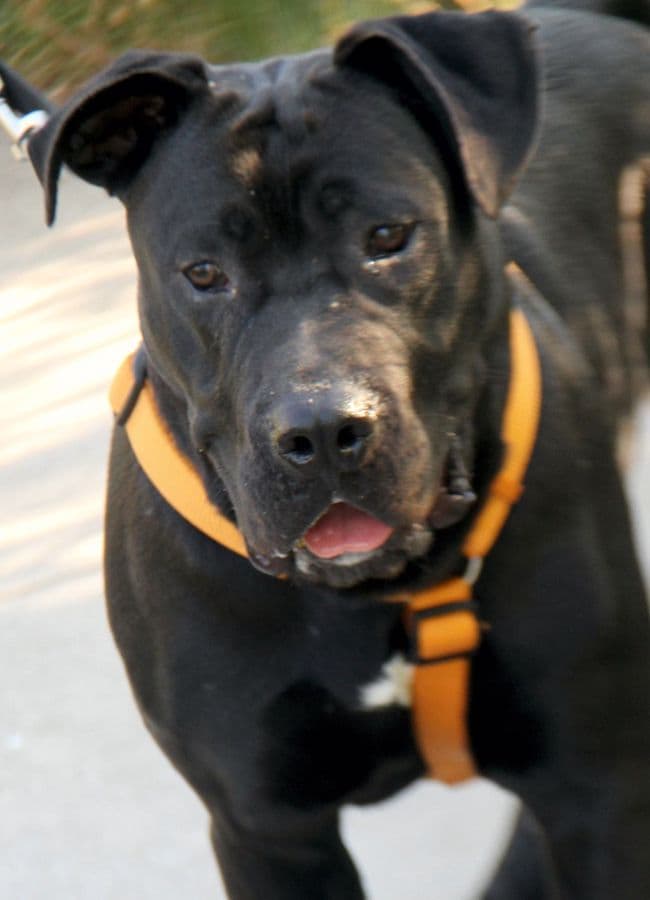 Packo - Cane Corso Italiano - Bild 2