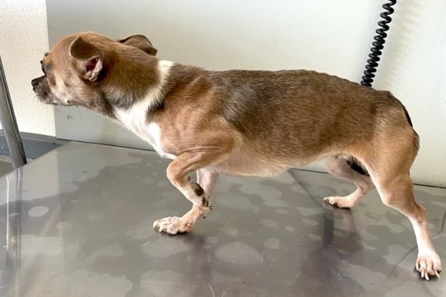 Emi - Chihuahua - Bild 4