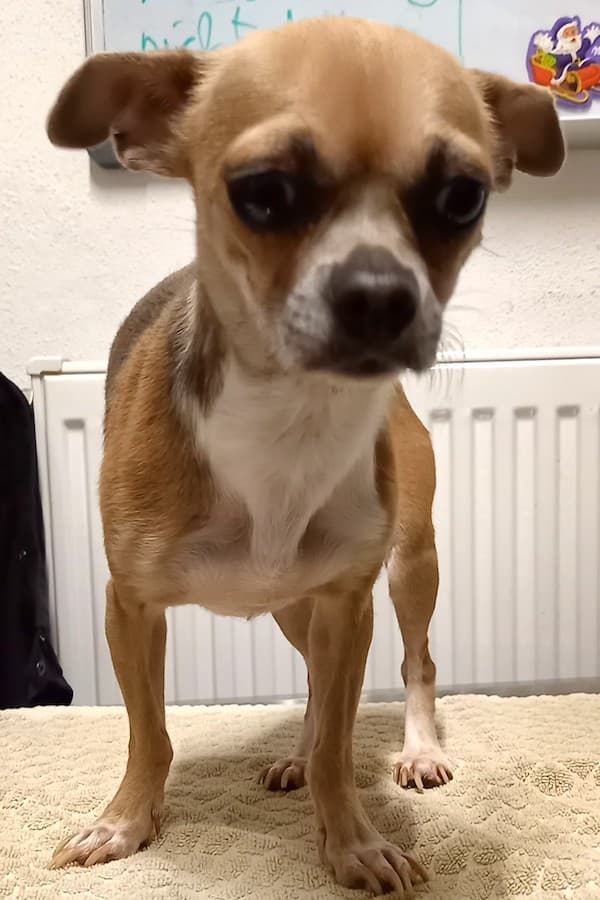 Emi - Chihuahua - Bild 12