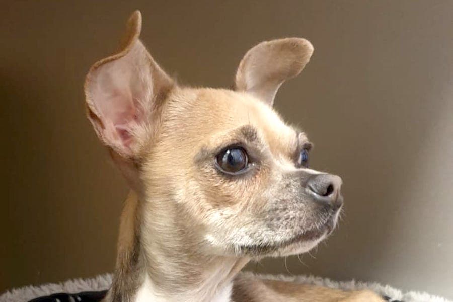 Emi - Chihuahua - Bild 1