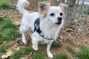 Rocco - Chihuahua - Bild 5