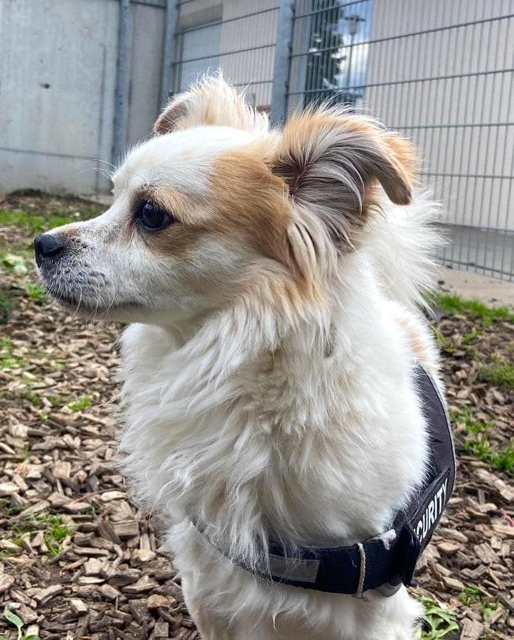 Rocco - Chihuahua - Bild 6