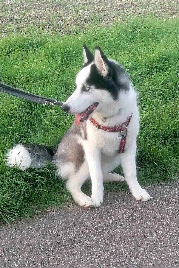 Zeus - Siberian Husky - Bild 4