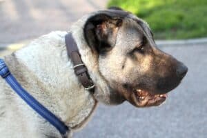 Lino - Kangal-Hirtenhund - Bild 7