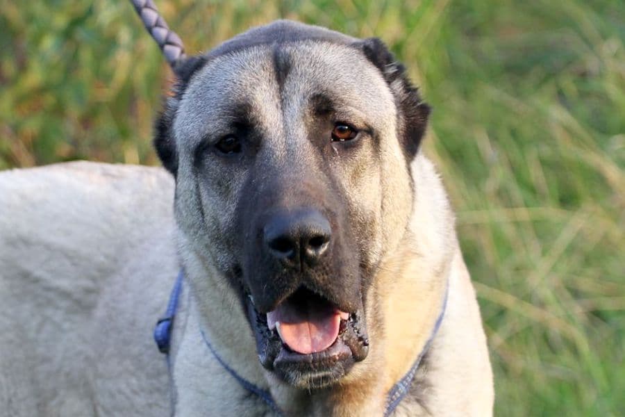 Kangal-Hirtenhund Lino