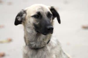 Lusi - Kai - Bild 11