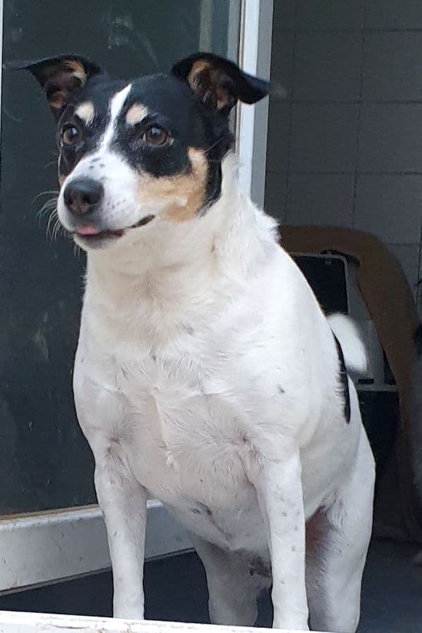 Bella - Jack Russell Terrier - Bild 6