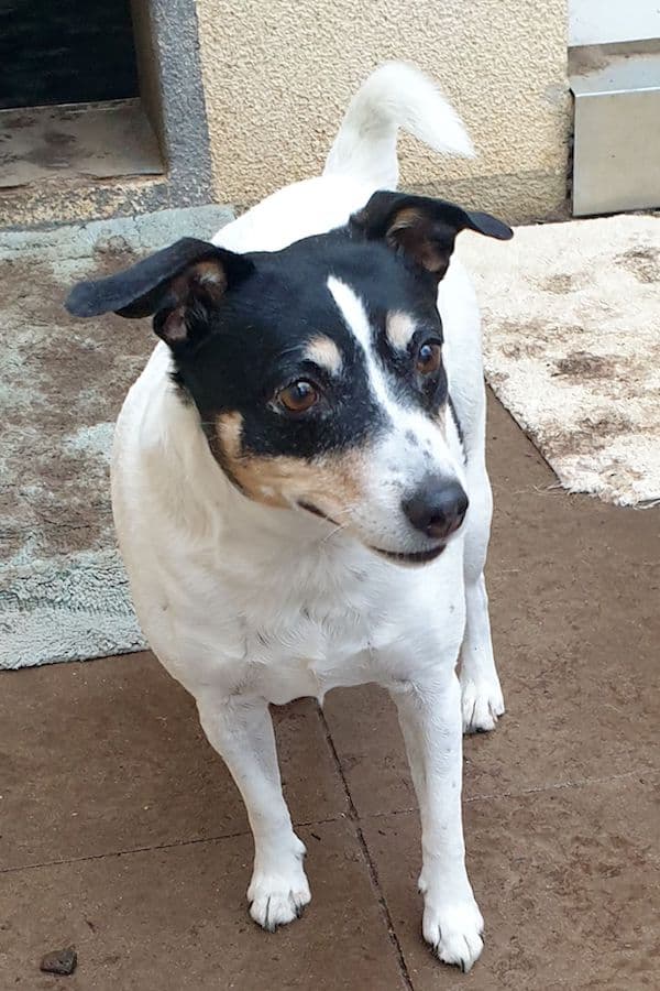 Bella - Jack Russell Terrier - Bild 4