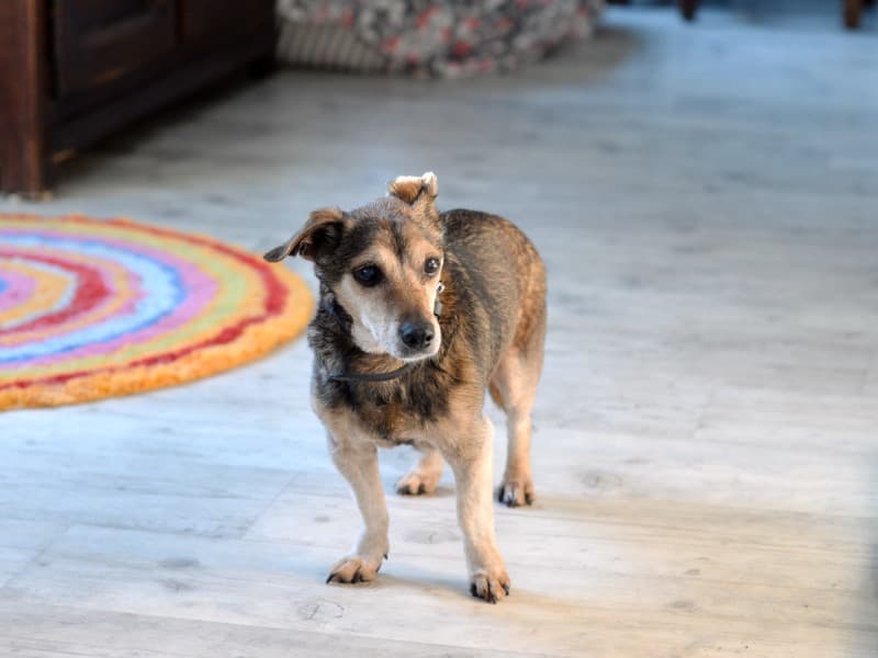 Pauli - Dackel - Bild 9