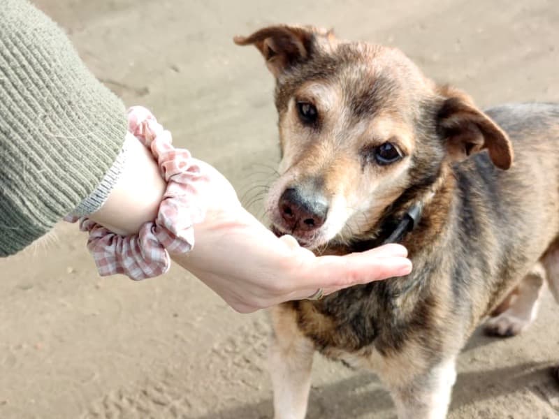 Pauli - Dackel - Bild 7