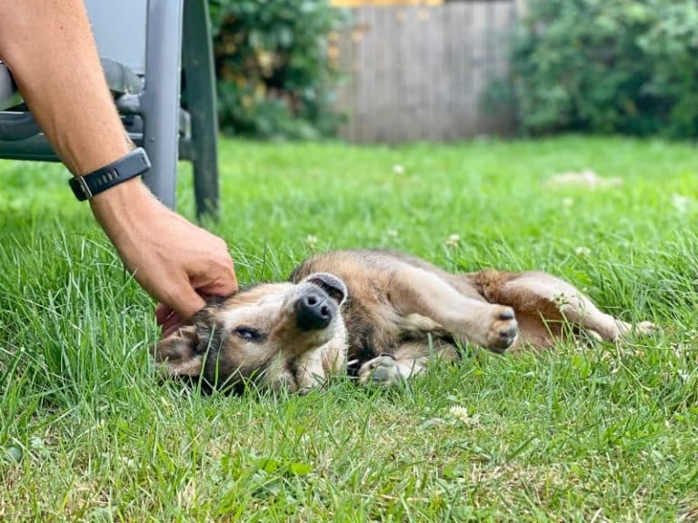 Pauli - Dackel - Bild 2