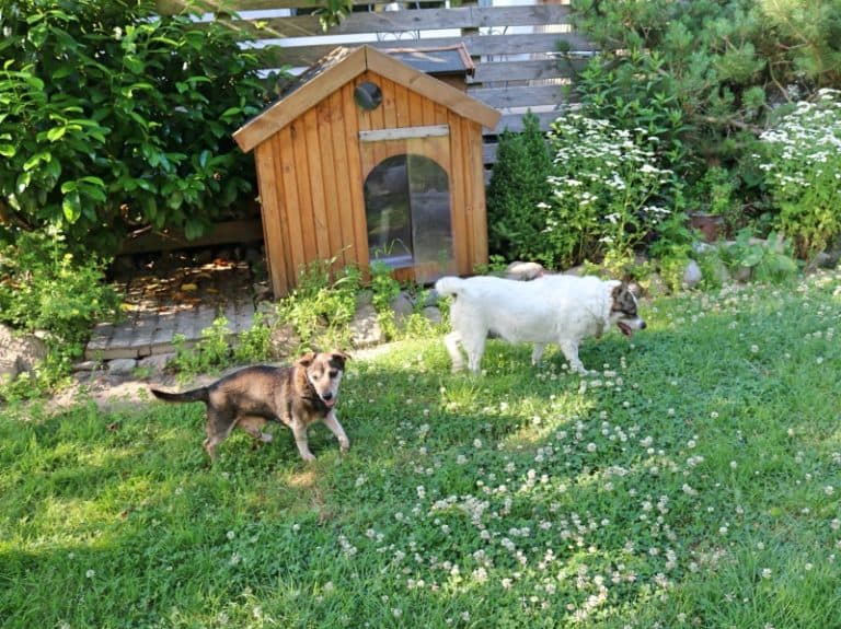 Pauli - Dackel - Bild 26