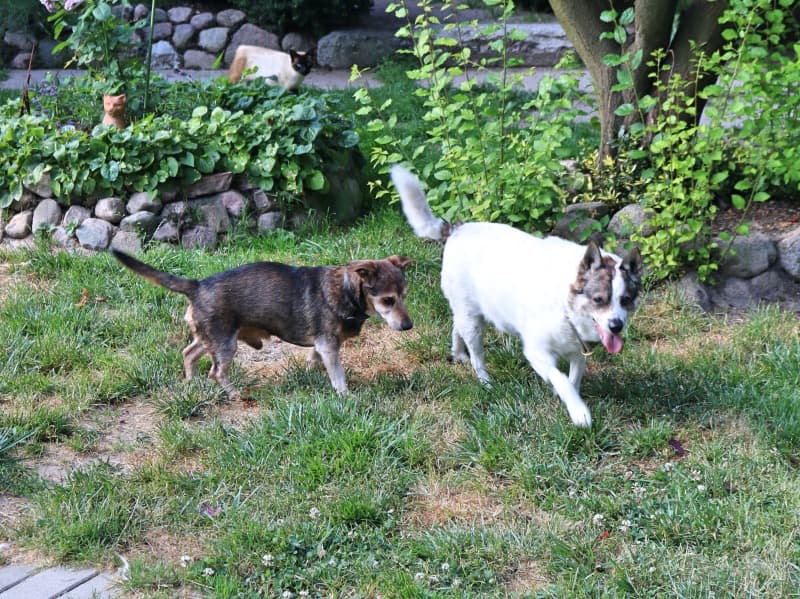 Pauli - Dackel - Bild 29