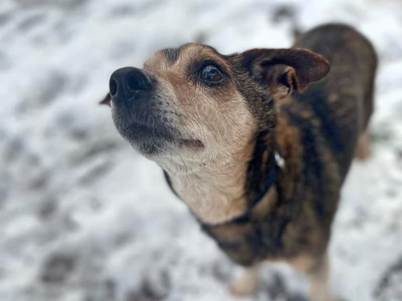 Pauli - Dackel - Bild 15