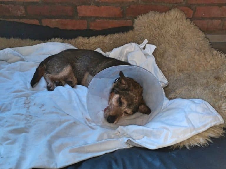 Pauli - Dackel - Bild 22