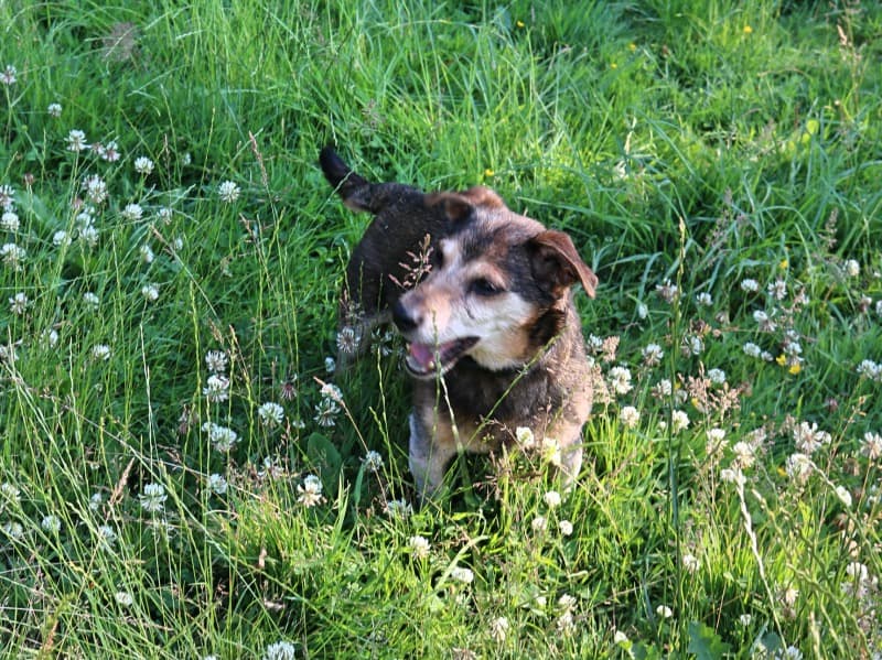 Pauli - Dackel - Bild 23